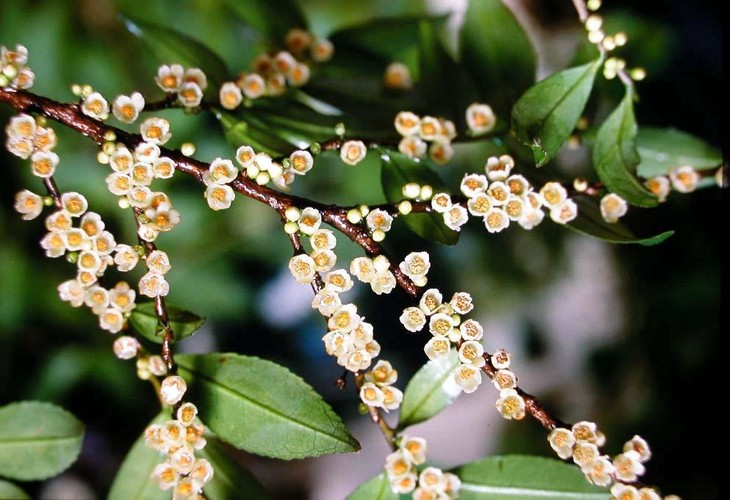 崇陽野桂花蜜