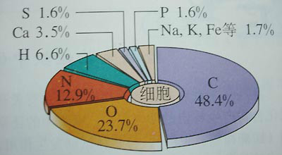 人體元素比例