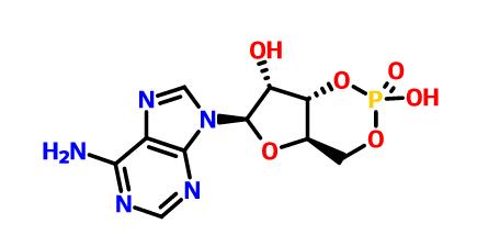 環磷腺苷