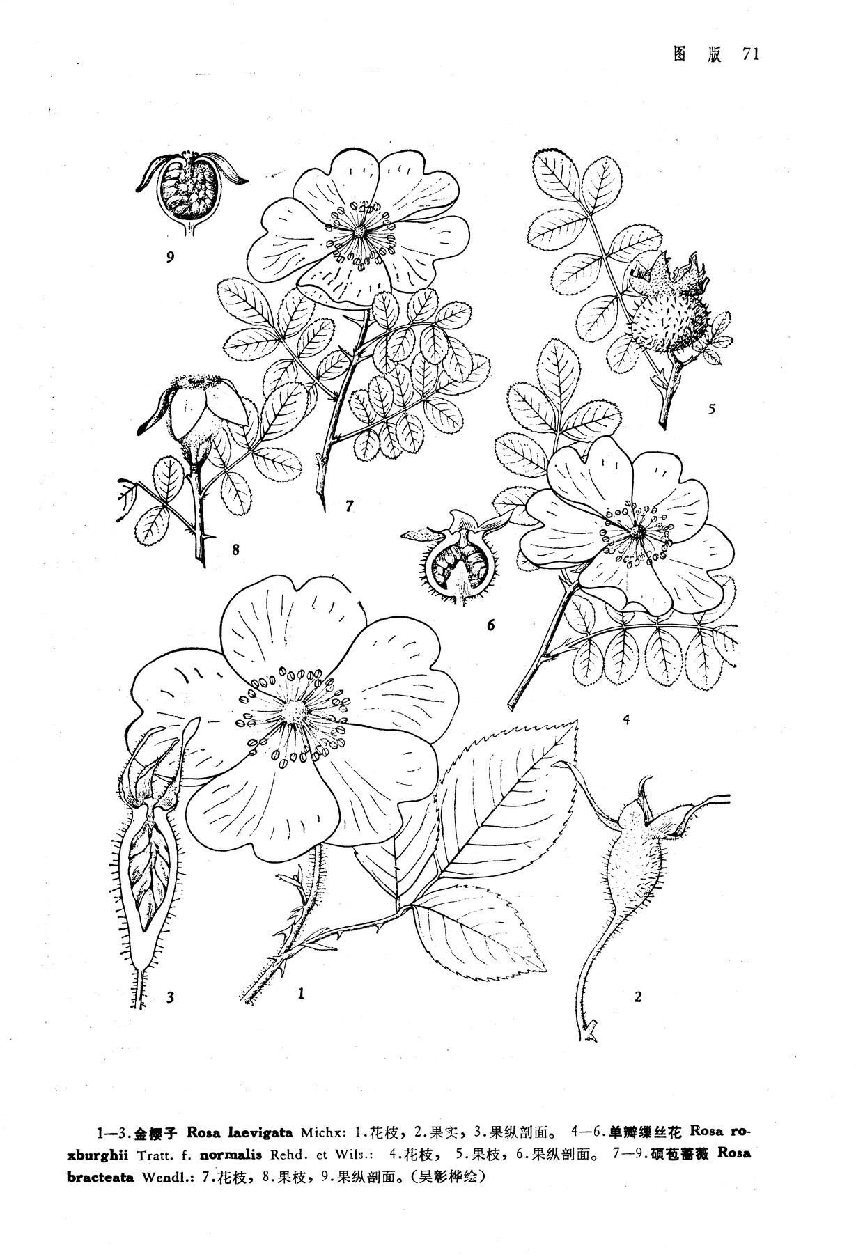 碩苞薔薇（原變種）