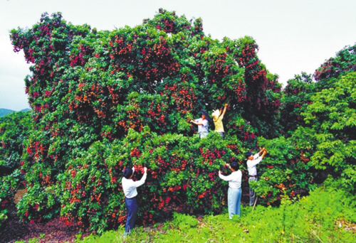 荔枝樹全景圖