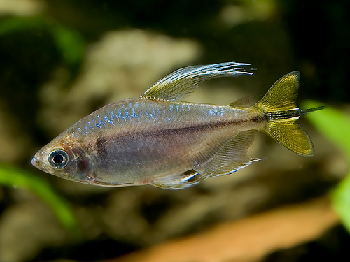 黃剛果燈魚