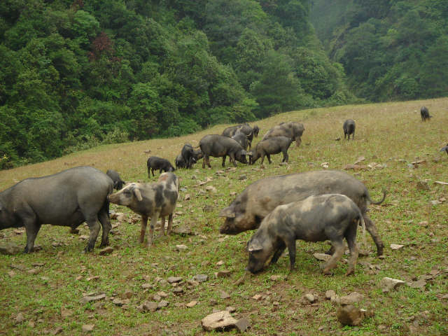 西昌高山黑豬