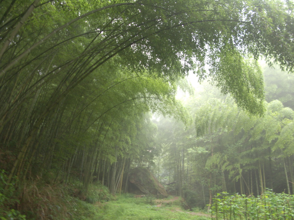 花龍溝竹海