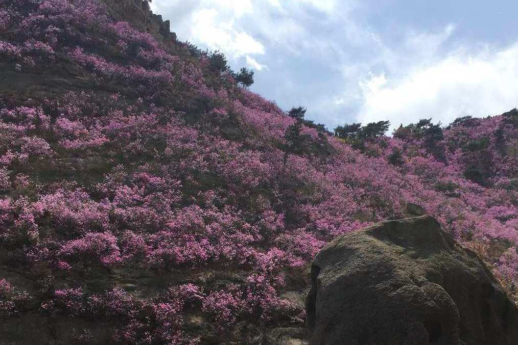 迎紅杜鵑黃島大珠山群體151家系