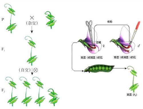 孟德爾豌豆雜交實驗(孟德爾豌豆實驗)