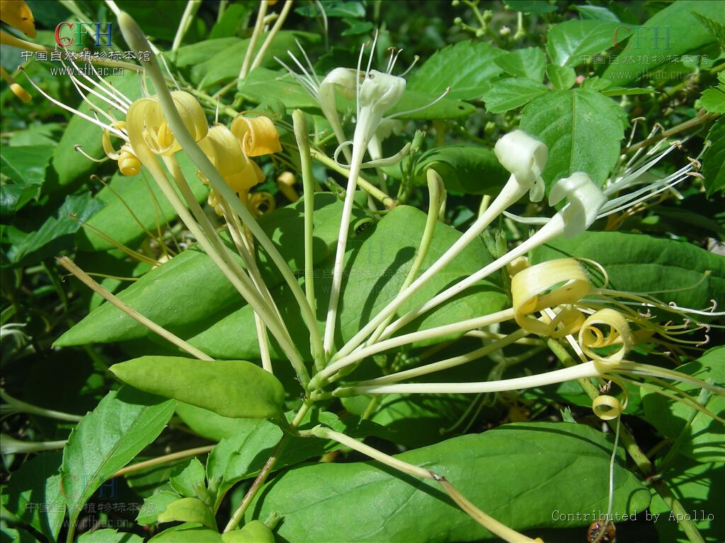 川銀花