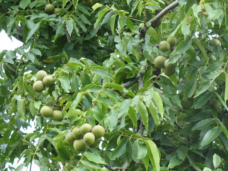 小丙野自然村