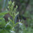 厚瓣玉鳳花(雞腎參（雞腎參）)