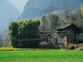 大樹村