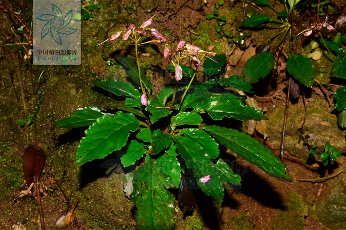 齒緣石山苣苔（變種）