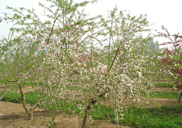 鴛鴦垂枝