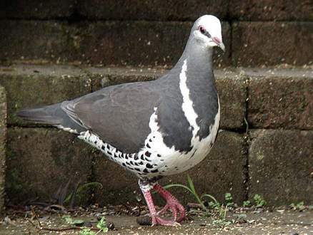 普通地鳩