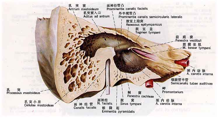 鼓室上隱窩相關解剖模式圖