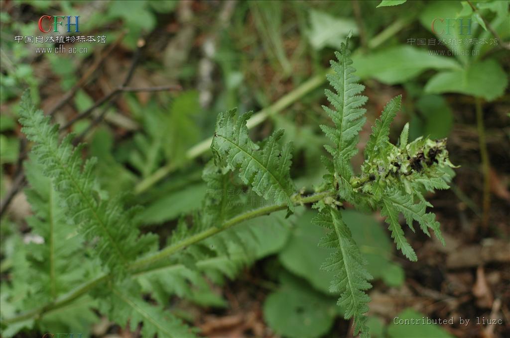 山西馬先蒿植株圖