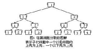 硅藻細胞分裂圖解