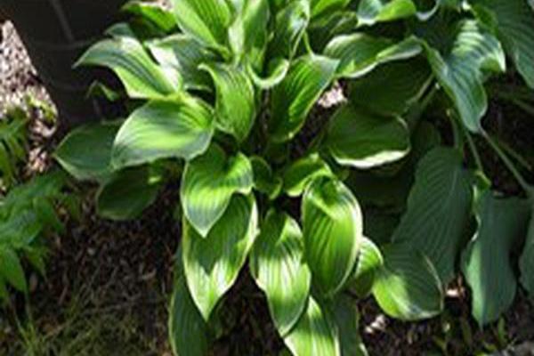 Hosta \x27Fragrant Fire\x27