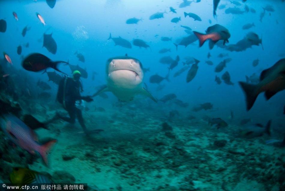 斐濟鯊魚面對面