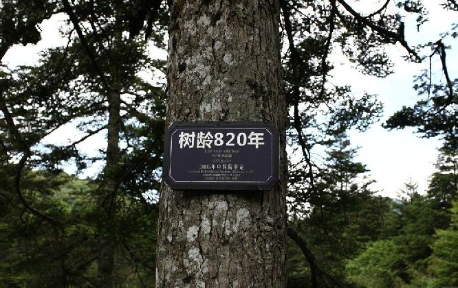 巴山冷杉太白山個體50