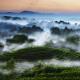 名山茶山梯地（大地指紋）