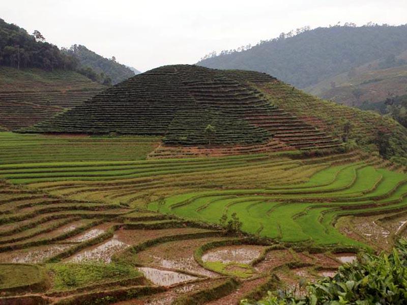 茶葉，香蕉，咖啡種植基地