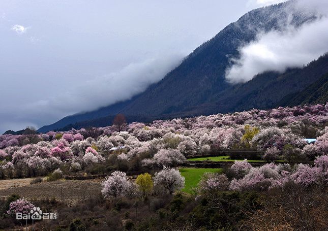 林芝桃花節