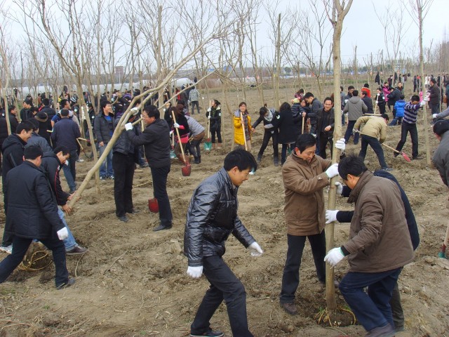 黨團員教師參加萬人義務植樹活動