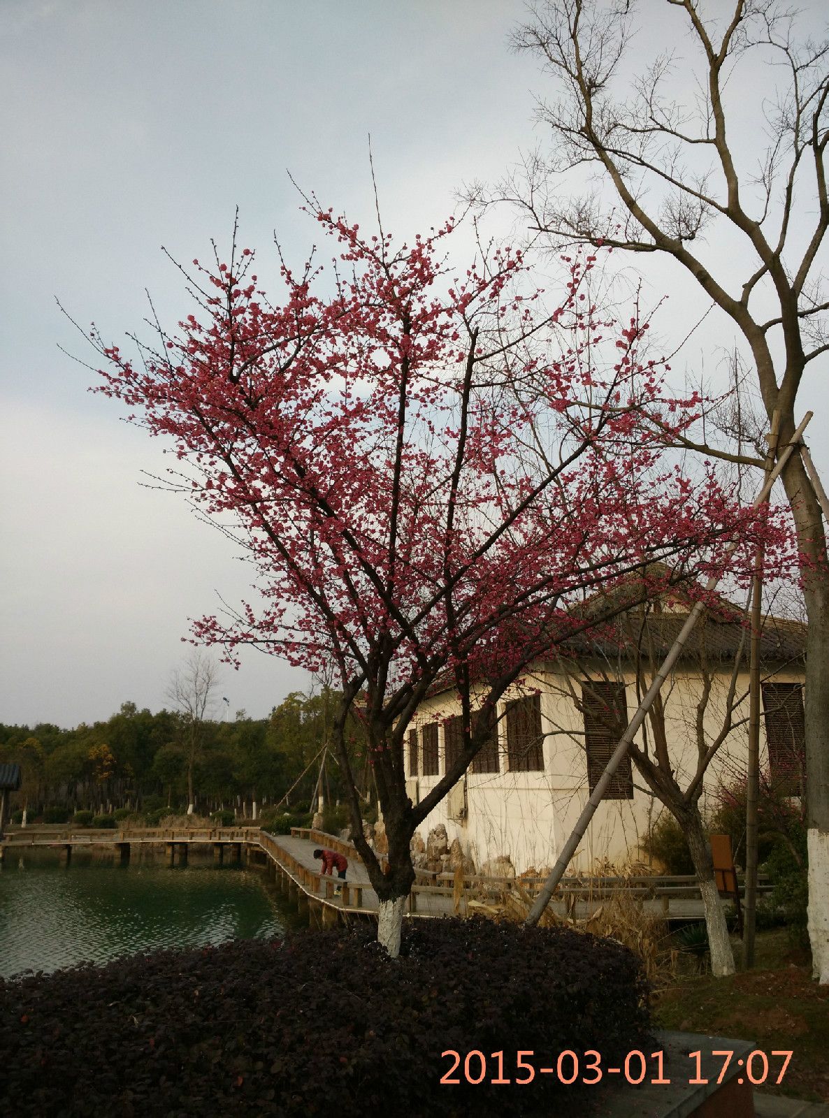 水庫岸邊濃濃春意