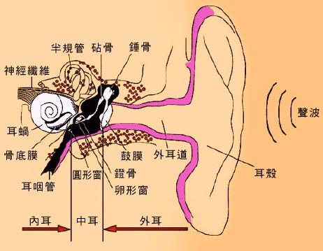 聽覺口語法