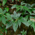 疣果冷水花(植物)