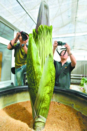 身高2米多、花徑1.5米的北京植物園巨魔芋