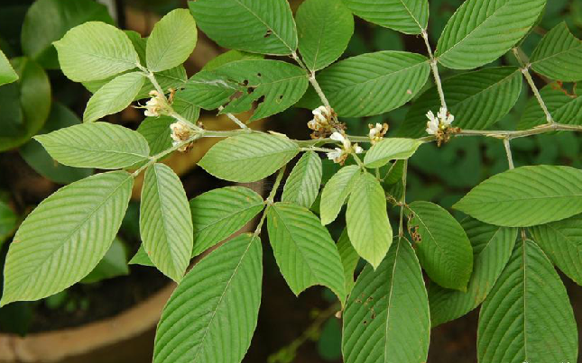 假木豆(豆科植物)