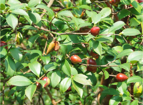 油茶葉