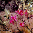 滿山紅(日本杜鵑)