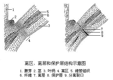 離區、離層和保護層結構示意圖