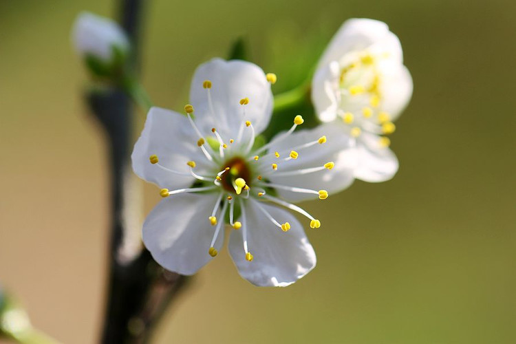 遲花芙蓉李