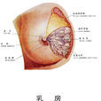 乳腺增生結節