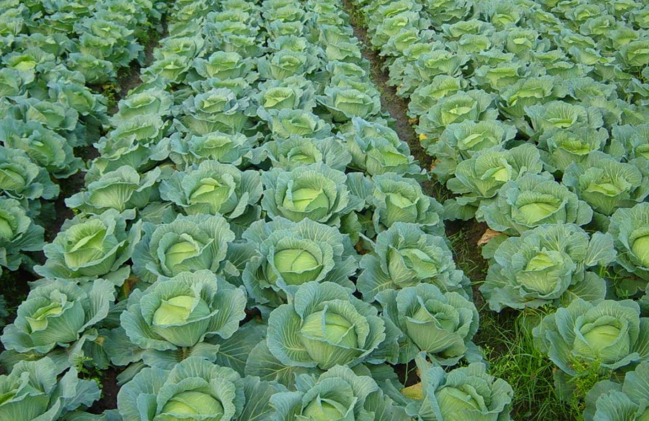 白花甘藍(芥藍（十字花科芸薹屬植物）)