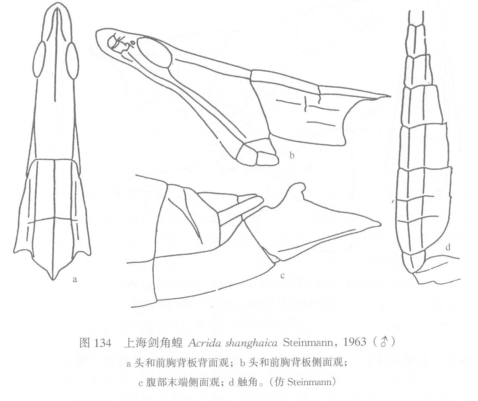 上海劍角蝗