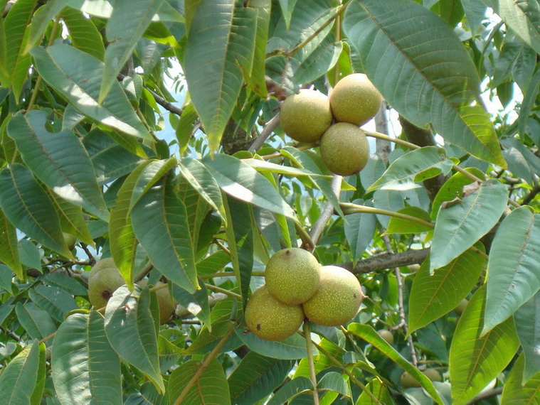 下茅草灣村