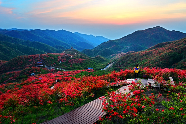 大圍山林場