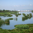 密雲水庫濕地