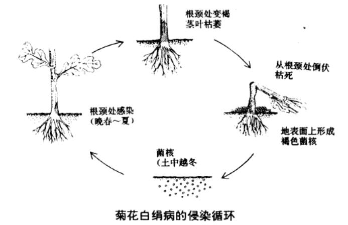 菊花白絹病