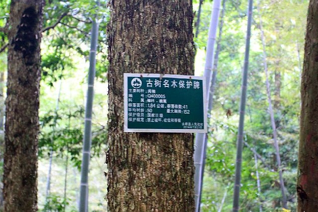 閩楠福建群體077家系