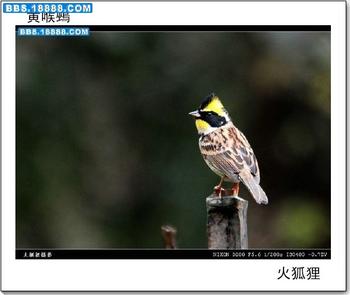 布魯繡眼鳥