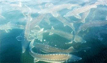 山泉水放養的鱘鰉魚