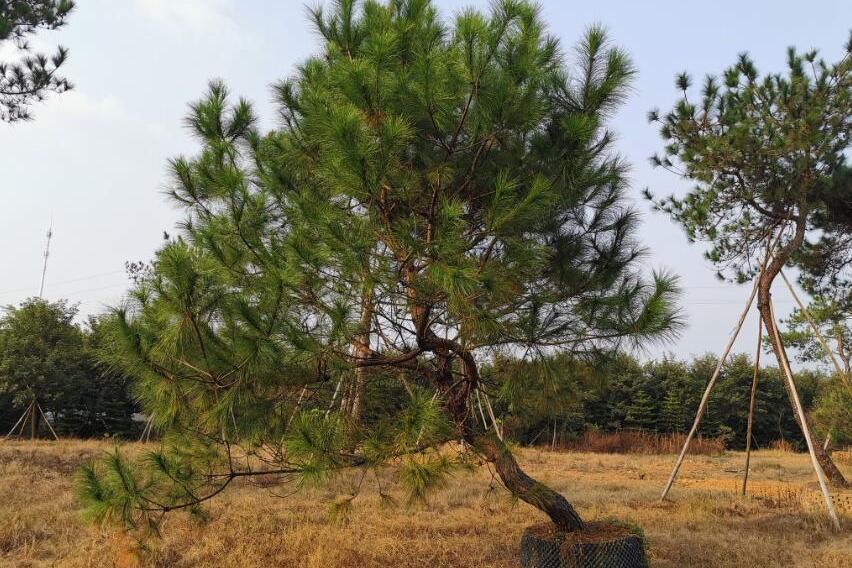 馬尾松無性系山羊5區60-32-4號