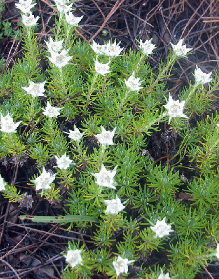 針葉火絨草(中藥)