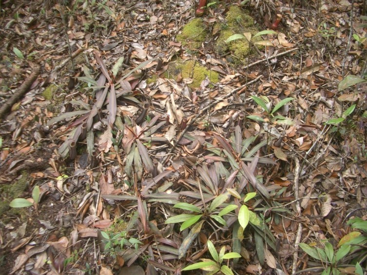 白環豬籠草在蘇門答臘的原生地
