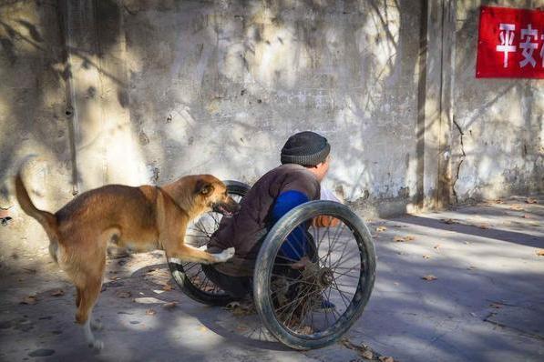 河南版忠犬